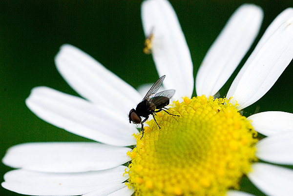 photo "***" tags: macro and close-up, 