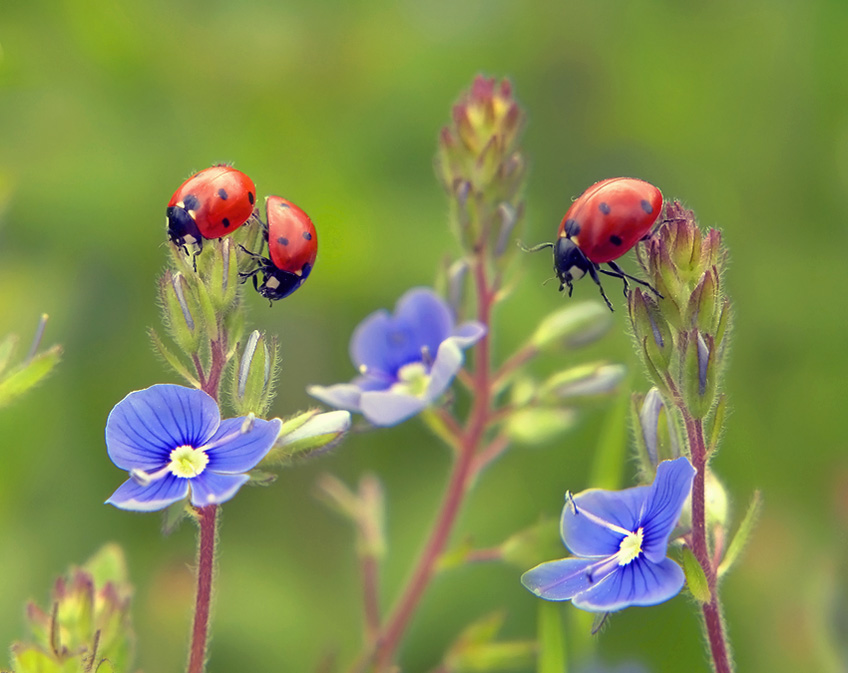 photo "***" tags: nature, flowers, insect