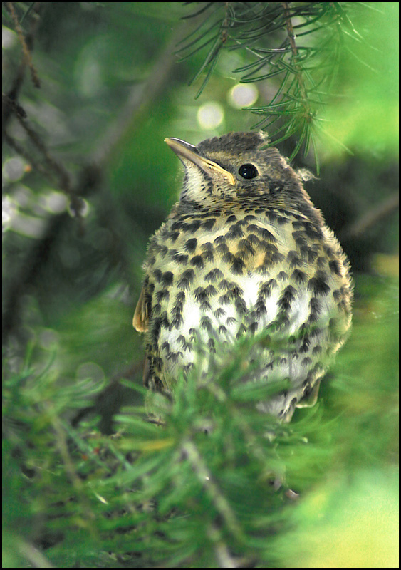 photo "Youngster" tags: nature, wild animals