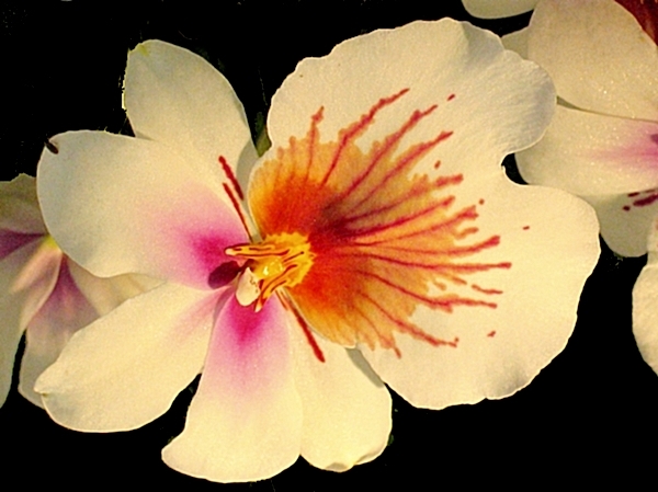 photo "white" tags: nature, 