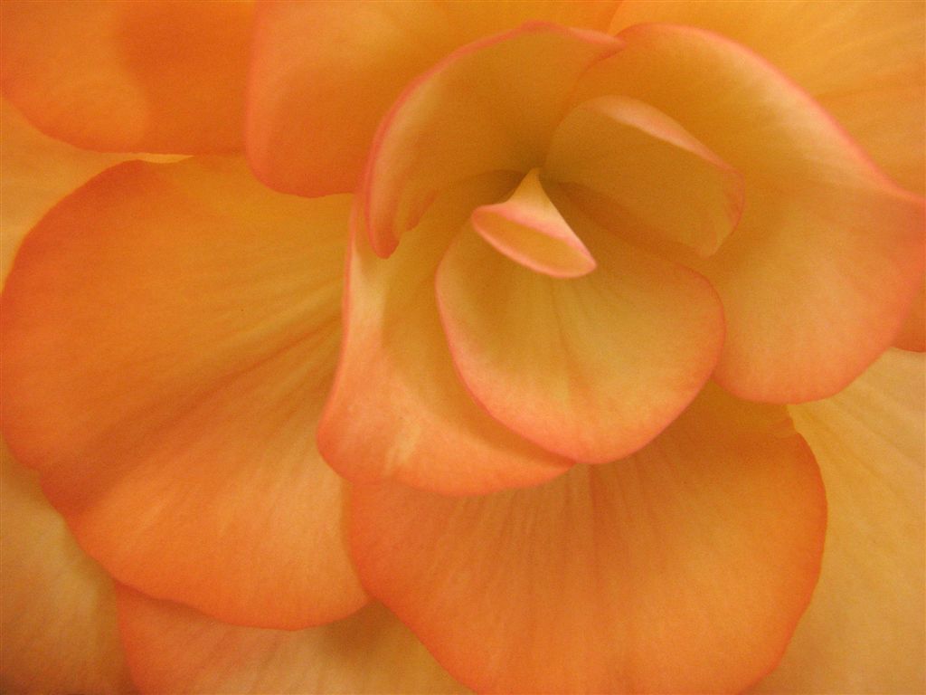 photo "Salmon Begonia - Soft Textures" tags: nature, flowers