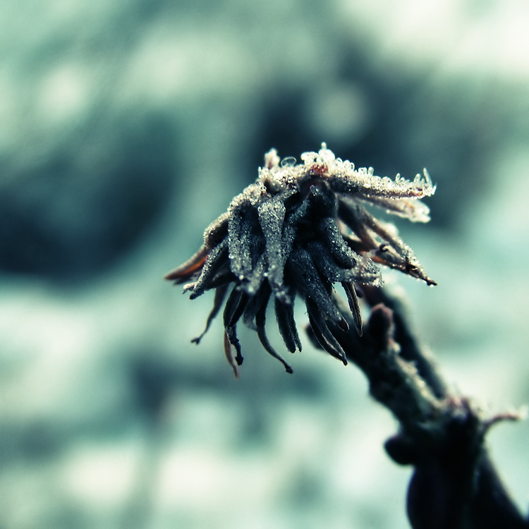 фото "Frosty star" метки: природа, пейзаж, зима, цветы