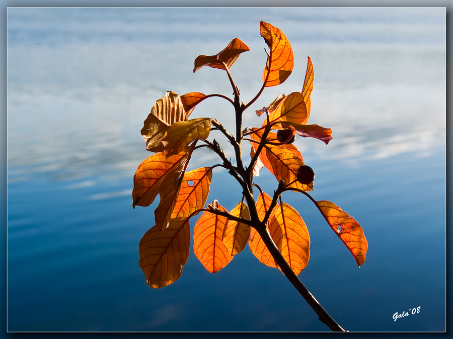 photo "Light of autumn" tags: nature, macro and close-up, flowers