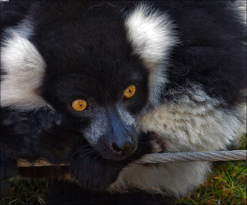 photo "Nostalgy" tags: nature, genre, wild animals