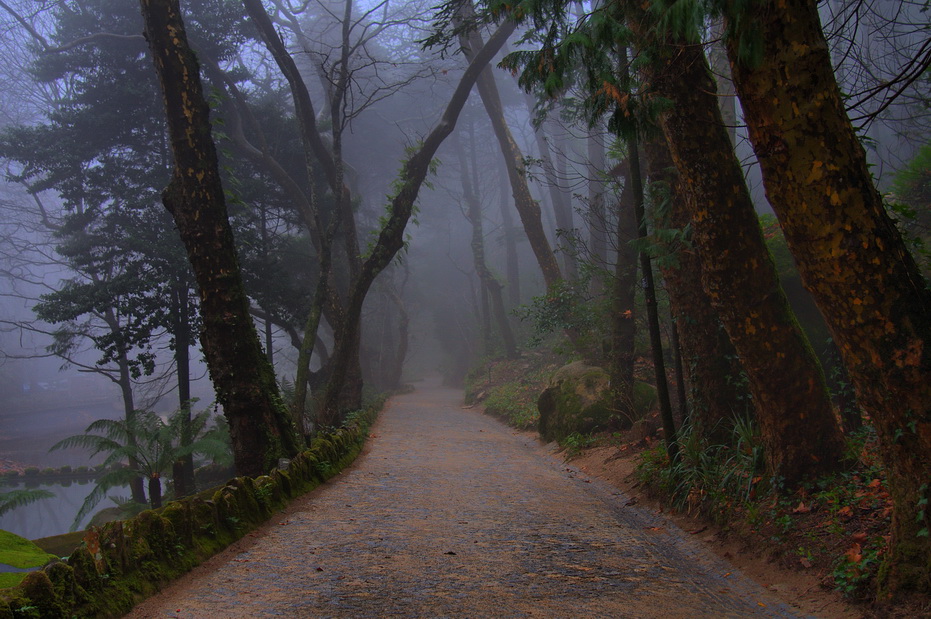 photo "***" tags: landscape, forest