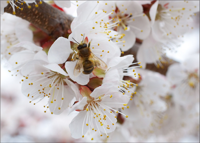 фото "spring" метки: пейзаж, природа, весна, цветы