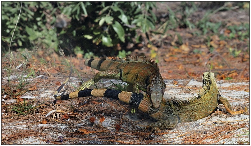 photo "wrestling" tags: nature, wild animals