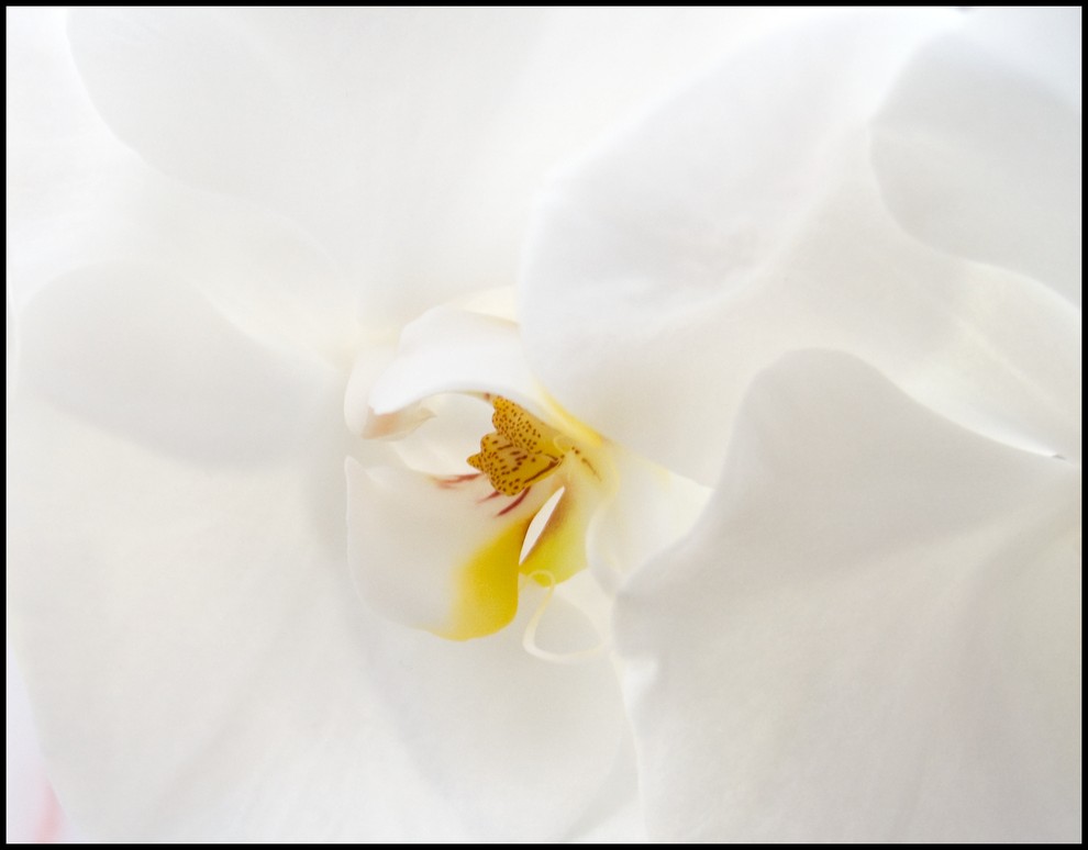 photo "Orchid" tags: nature, macro and close-up, flowers