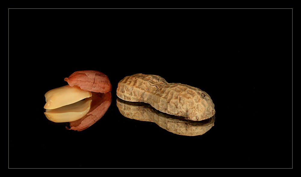 фото "Arachis hypogaea" метки: репортаж, природа, насекомое