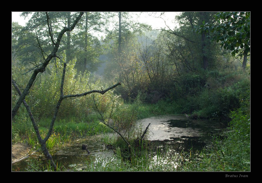 фото "***" метки: пейзаж, лес