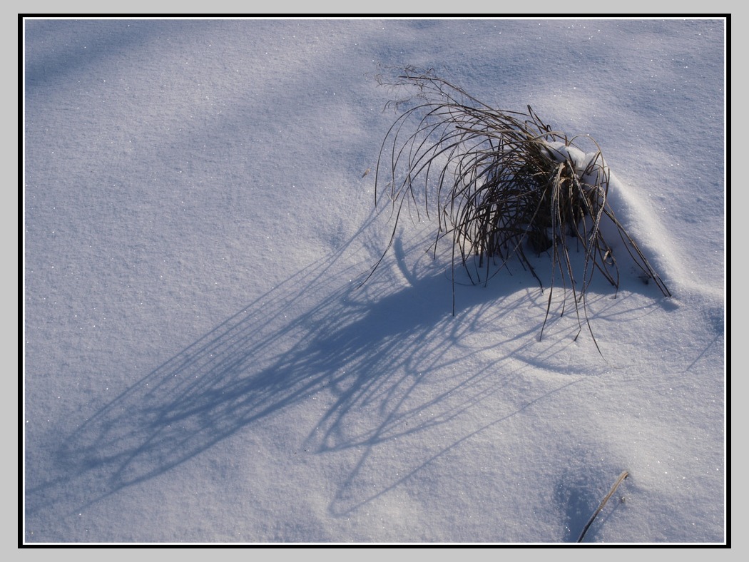 photo "***" tags: nature, abstract, 