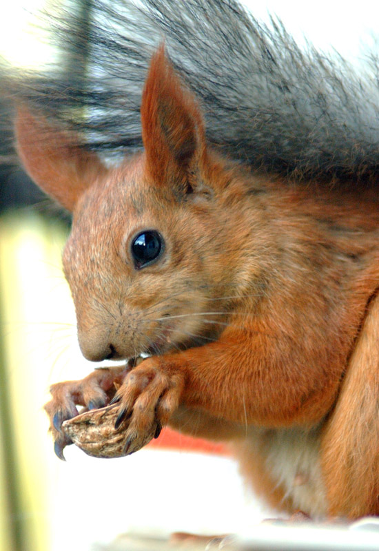 photo "Enjoy meal!" tags: nature, wild animals