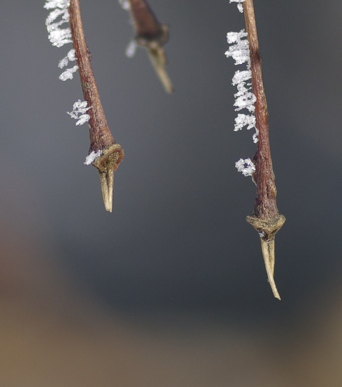 photo "***" tags: nature, flowers