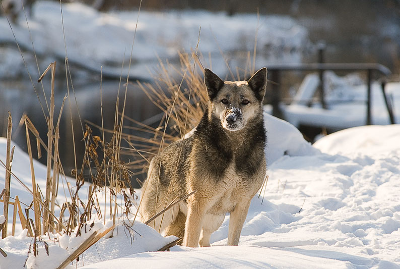 photo "***" tags: nature, pets/farm animals