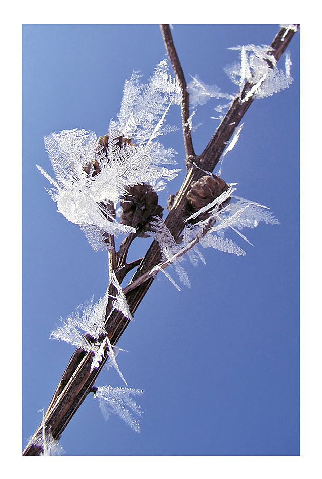 фото "Ледяные цветы" метки: макро и крупный план, природа, цветы