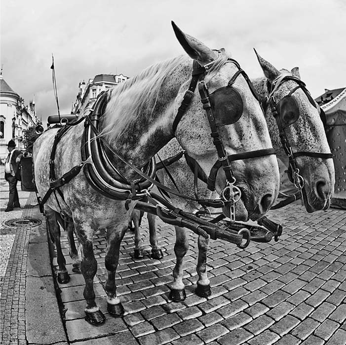 photo "Эх, прокачу!" tags: black&white, 