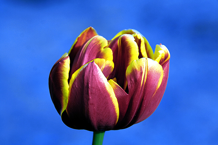 фото "Spring beauty" метки: природа, макро и крупный план, цветы