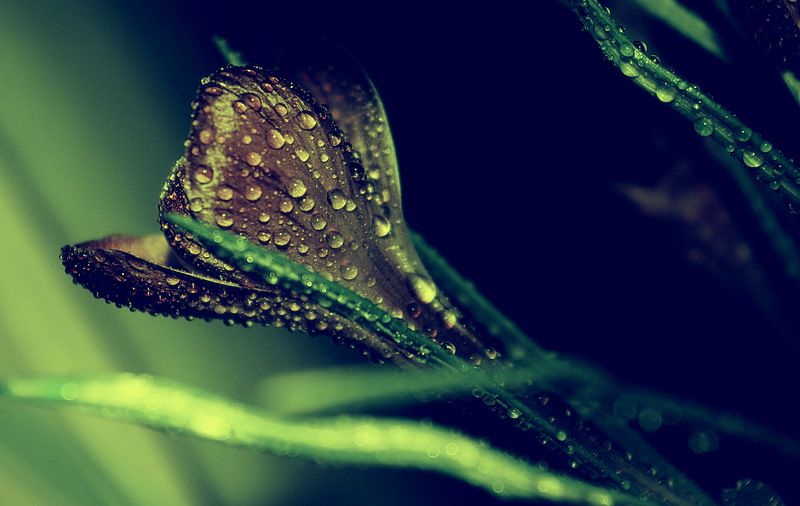 photo "***" tags: nature, macro and close-up, flowers