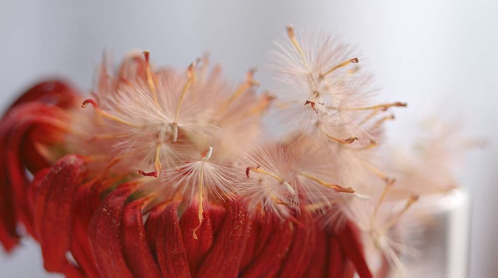 photo "***" tags: nature, macro and close-up, flowers