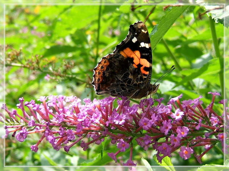 фото "Скоро лето" метки: природа, насекомое, цветы