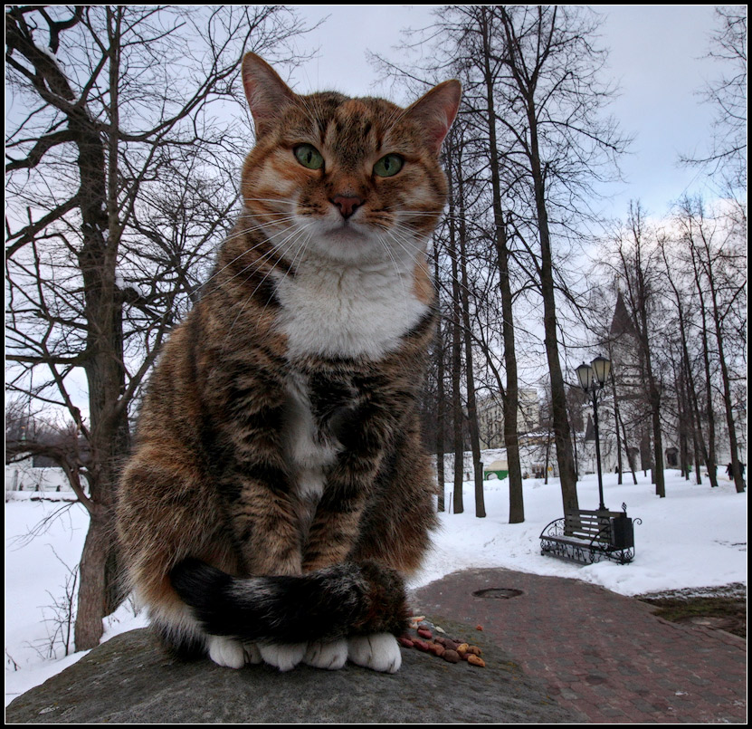photo "Cat" tags: nature, landscape, pets/farm animals, winter