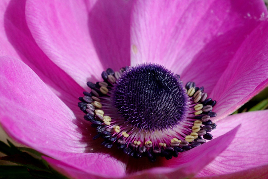 photo "Crown" tags: nature, macro and close-up, flowers