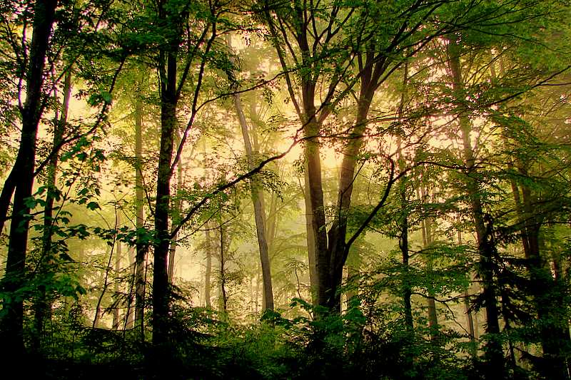 photo "***" tags: landscape, forest