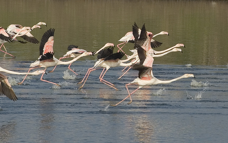 photo "STAMPEDE" tags: landscape, nature, water, wild animals