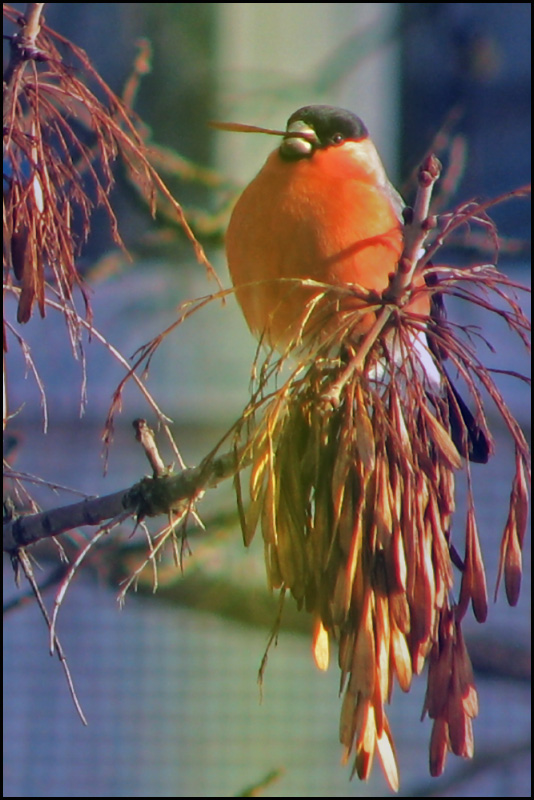 photo "***" tags: nature, wild animals
