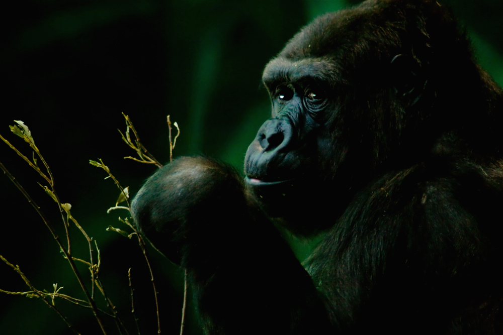 фото "Gorilla" метки: природа, дикие животные