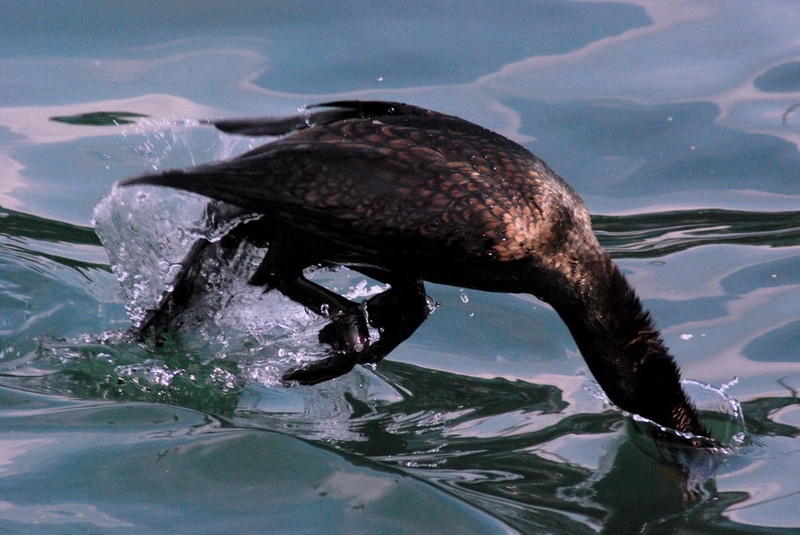 photo "Cormorant" tags: nature, wild animals