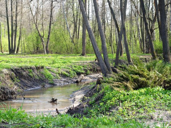 photo "***" tags: landscape, forest