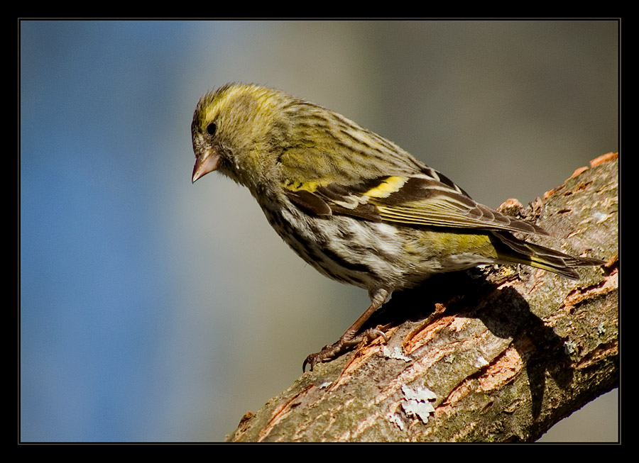 photo "Curious siskin" tags: nature, wild animals