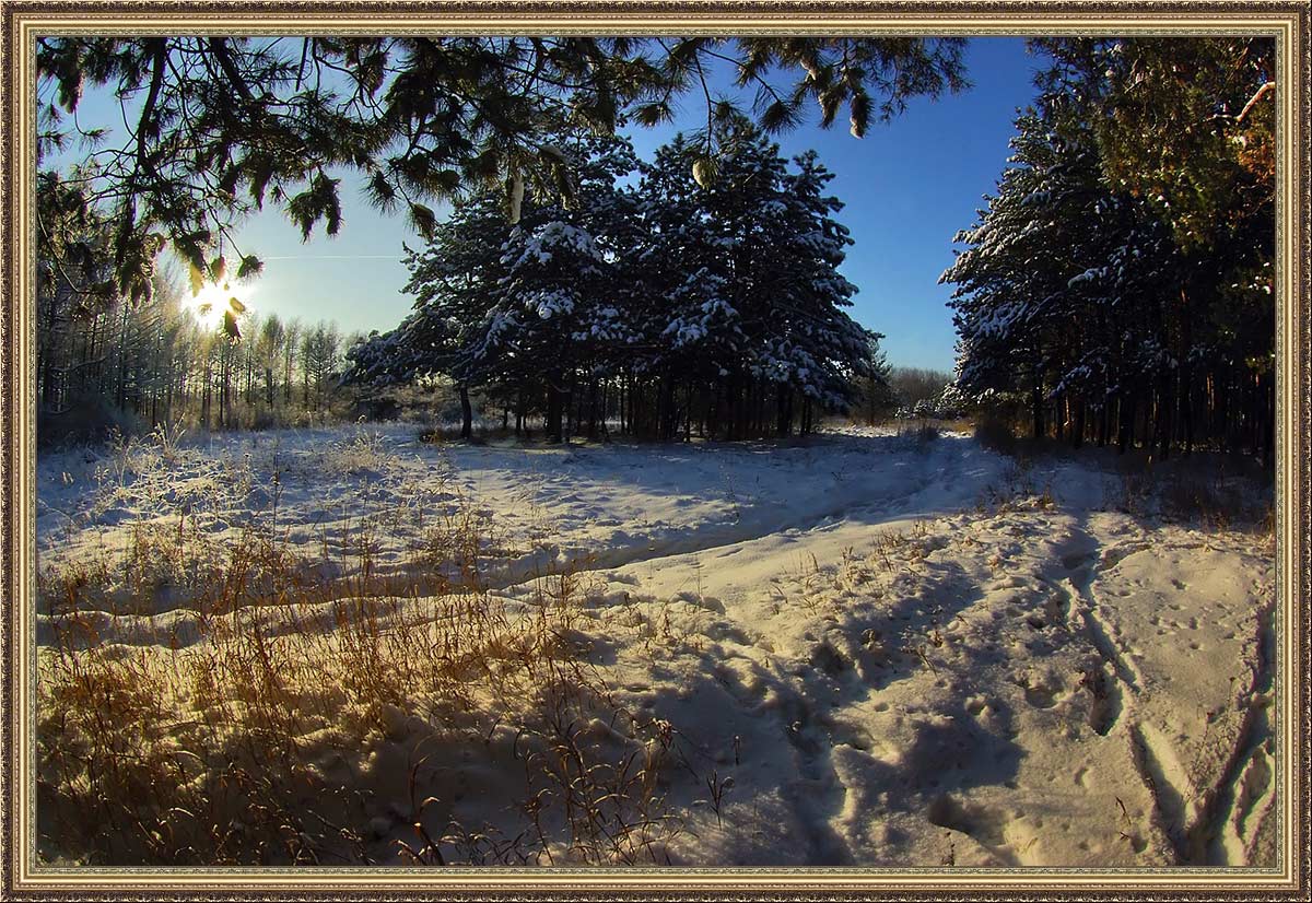 photo "***" tags: landscape, forest, winter