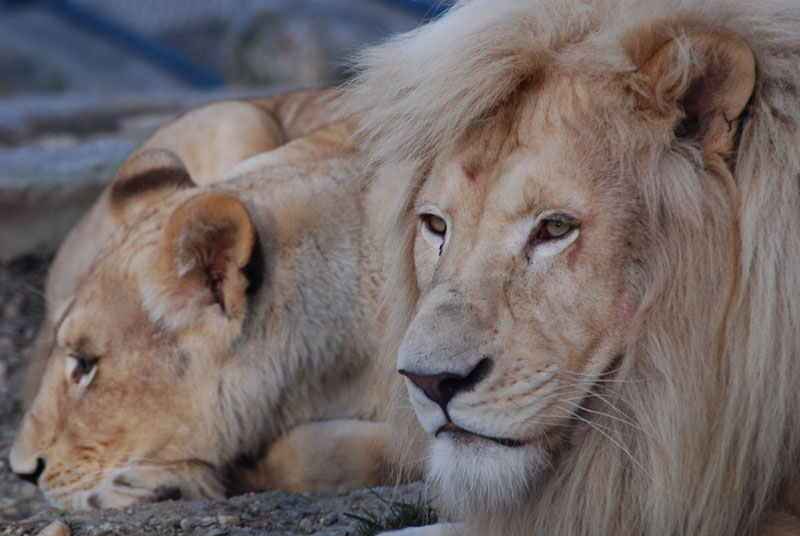 фото "lions" метки: , 