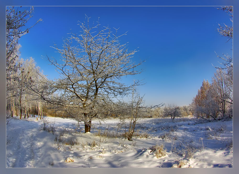 photo "***" tags: landscape, forest, winter