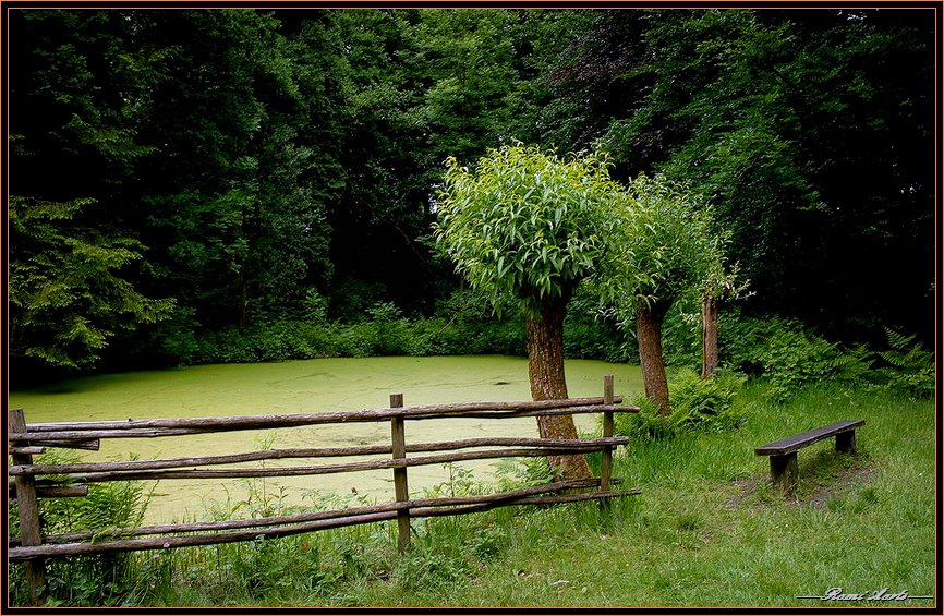 photo "pond" tags: landscape, nature, flowers, summer