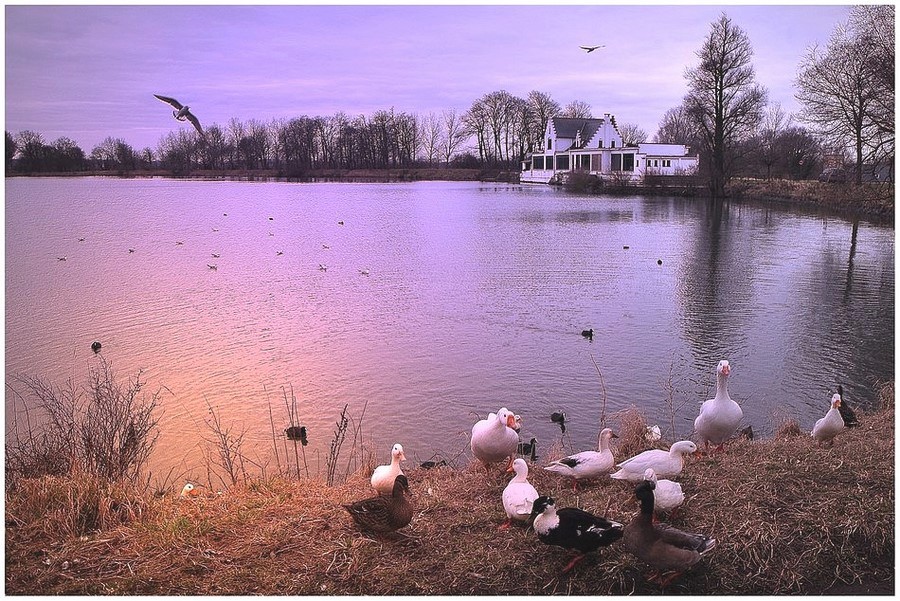 photo "Water birds." tags: landscape, water