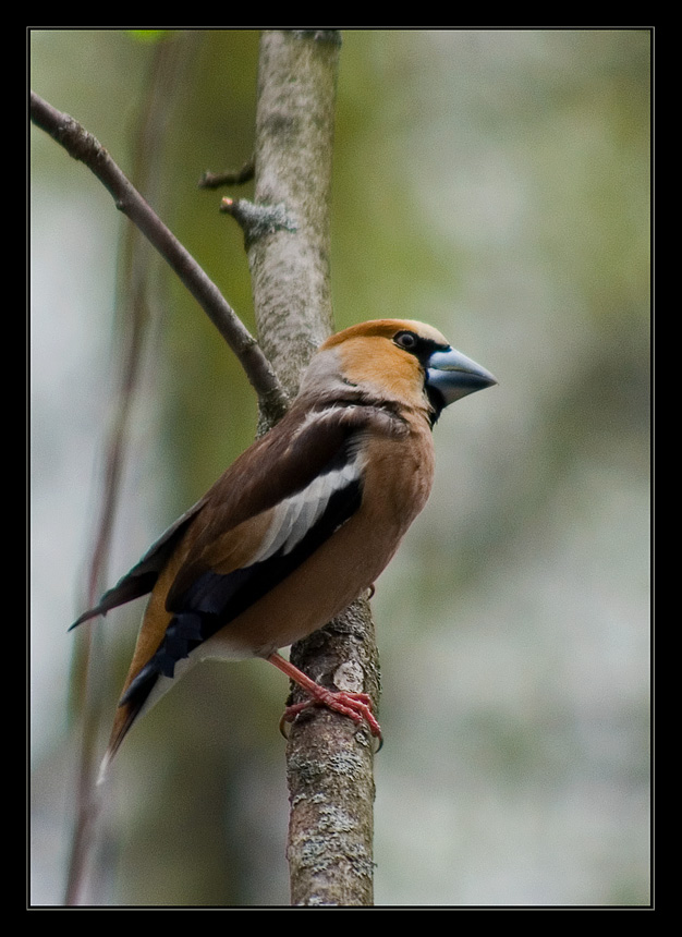 photo "Grosbeak" tags: nature, wild animals