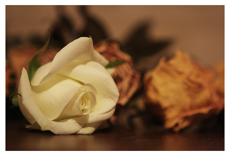 photo "Day when...." tags: still life, 