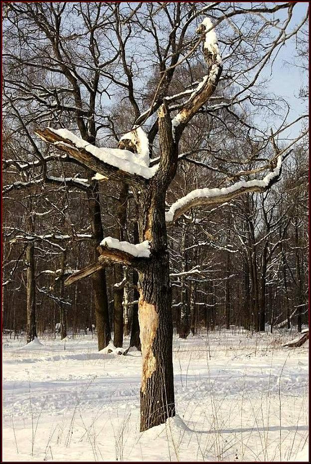 photo "***" tags: landscape, forest, winter