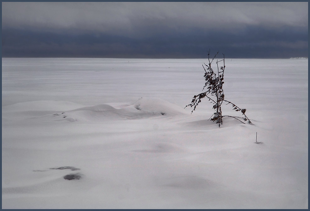 photo "Cold Landscape" tags: landscape, winter
