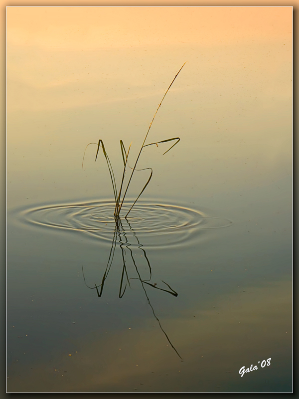 photo "The Stroke" tags: landscape, nature, flowers, sunset