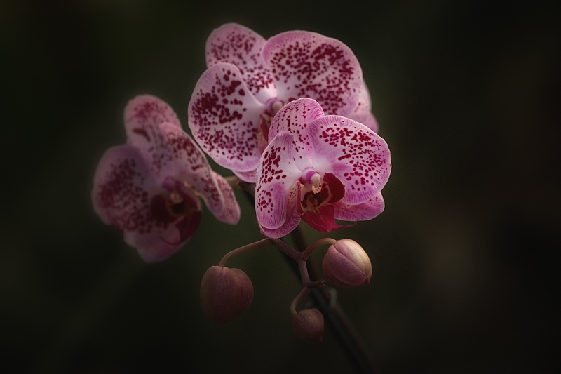 photo "***" tags: nature, flowers