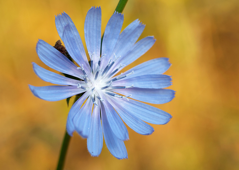 photo "***" tags: nature, macro and close-up, flowers