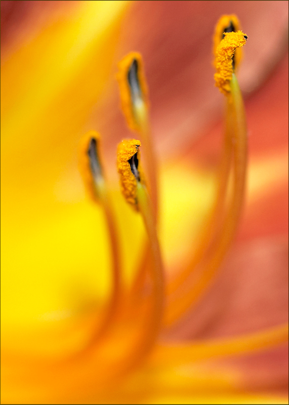 photo "***" tags: nature, macro and close-up, flowers