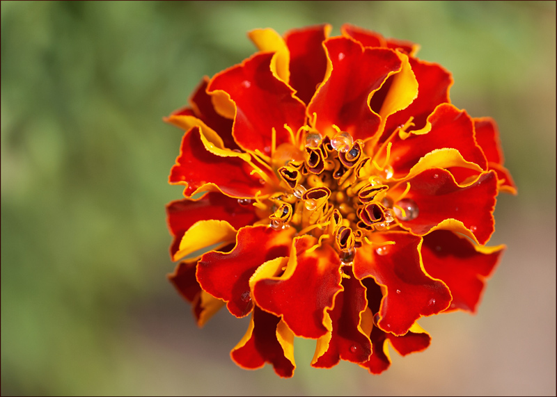 photo "***" tags: nature, macro and close-up, flowers