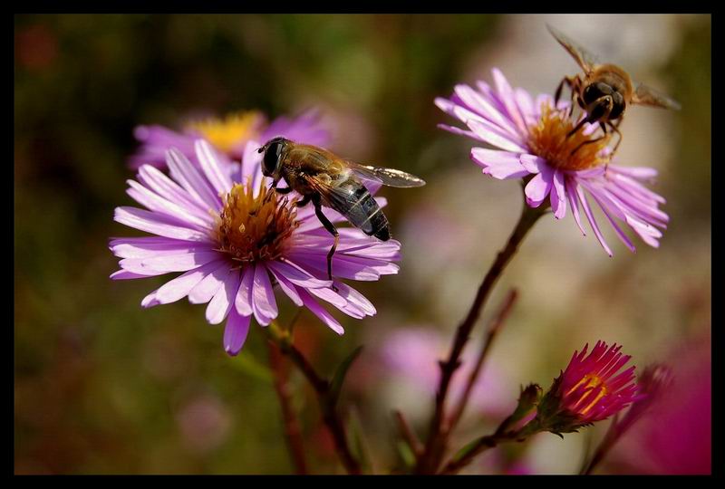 photo "***" tags: nature, insect