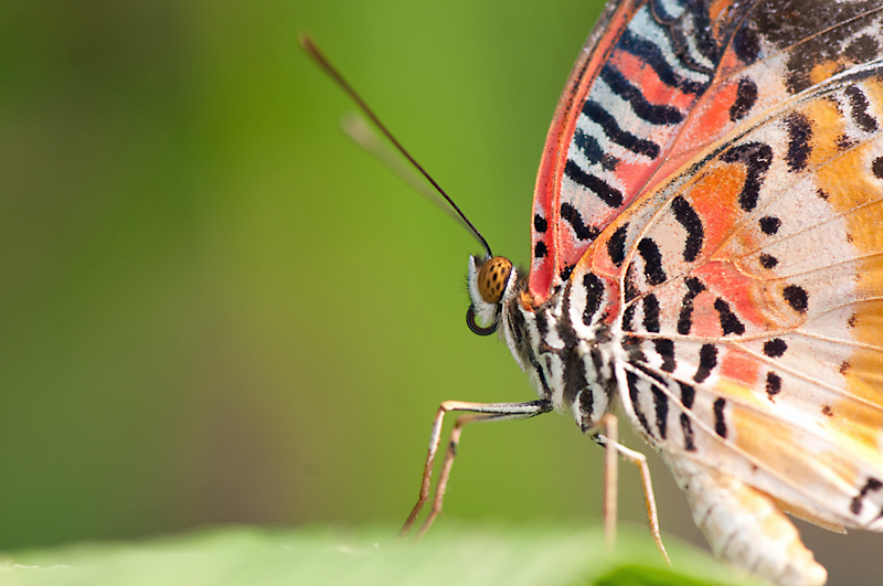 photo "Colorful butterfly" tags: nature, macro and close-up, insect