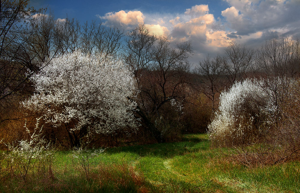 photo "Spring evening" tags: landscape, spring